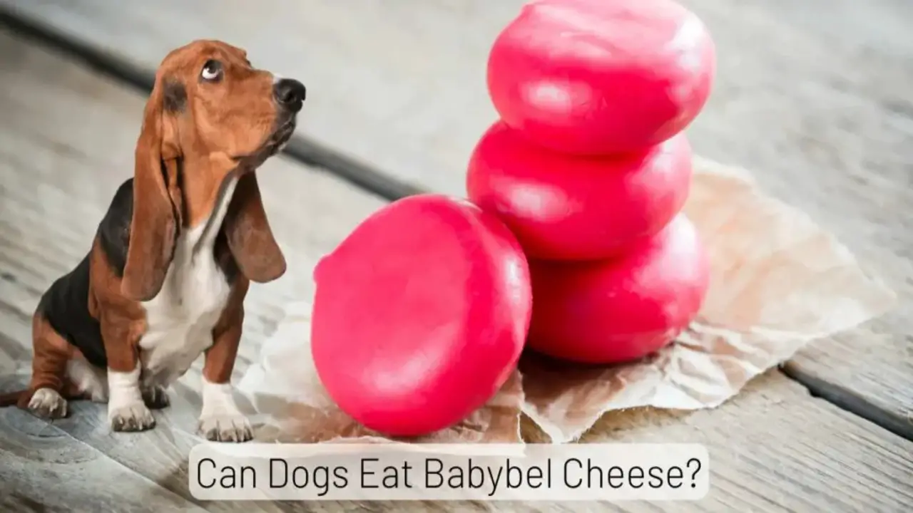 Steps To Handle Sticky Situation If A Dog Ate Babybel Wax