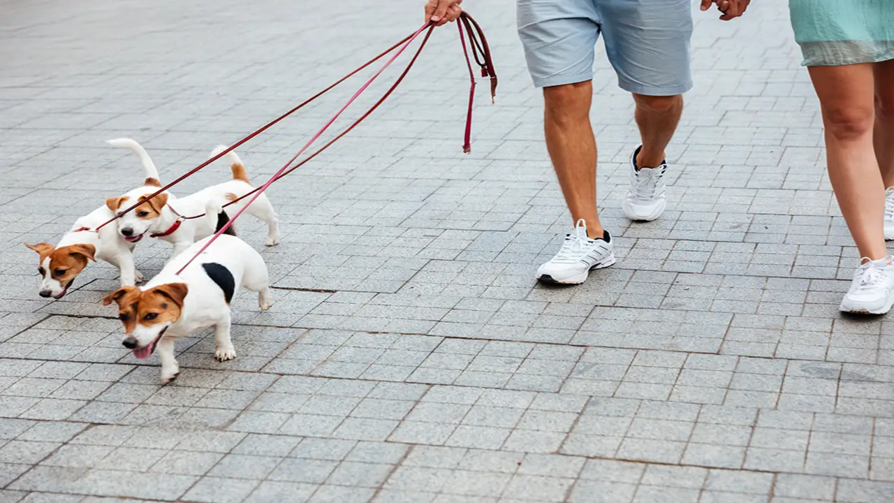 The Benefits Of Having Multiple Dogs In Terms Of Companionship And Exercise