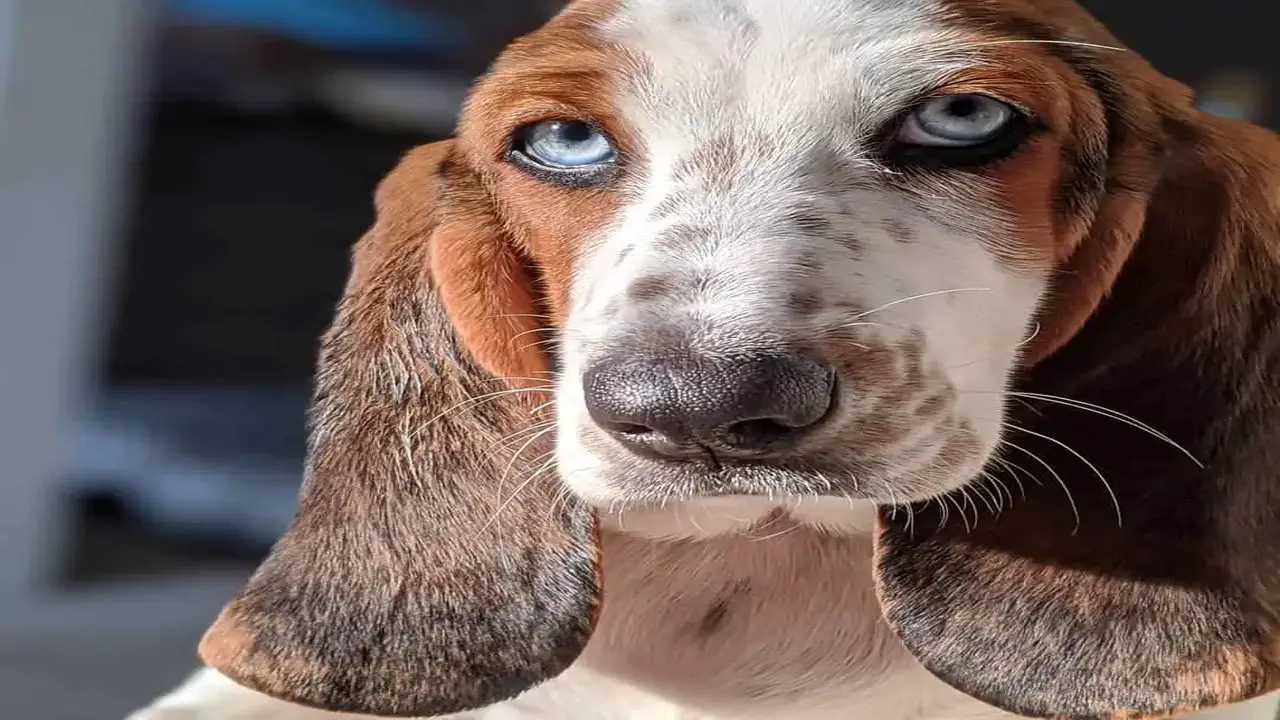 The Characteristics Of A Healthy Blue-Eyed Basset Hound