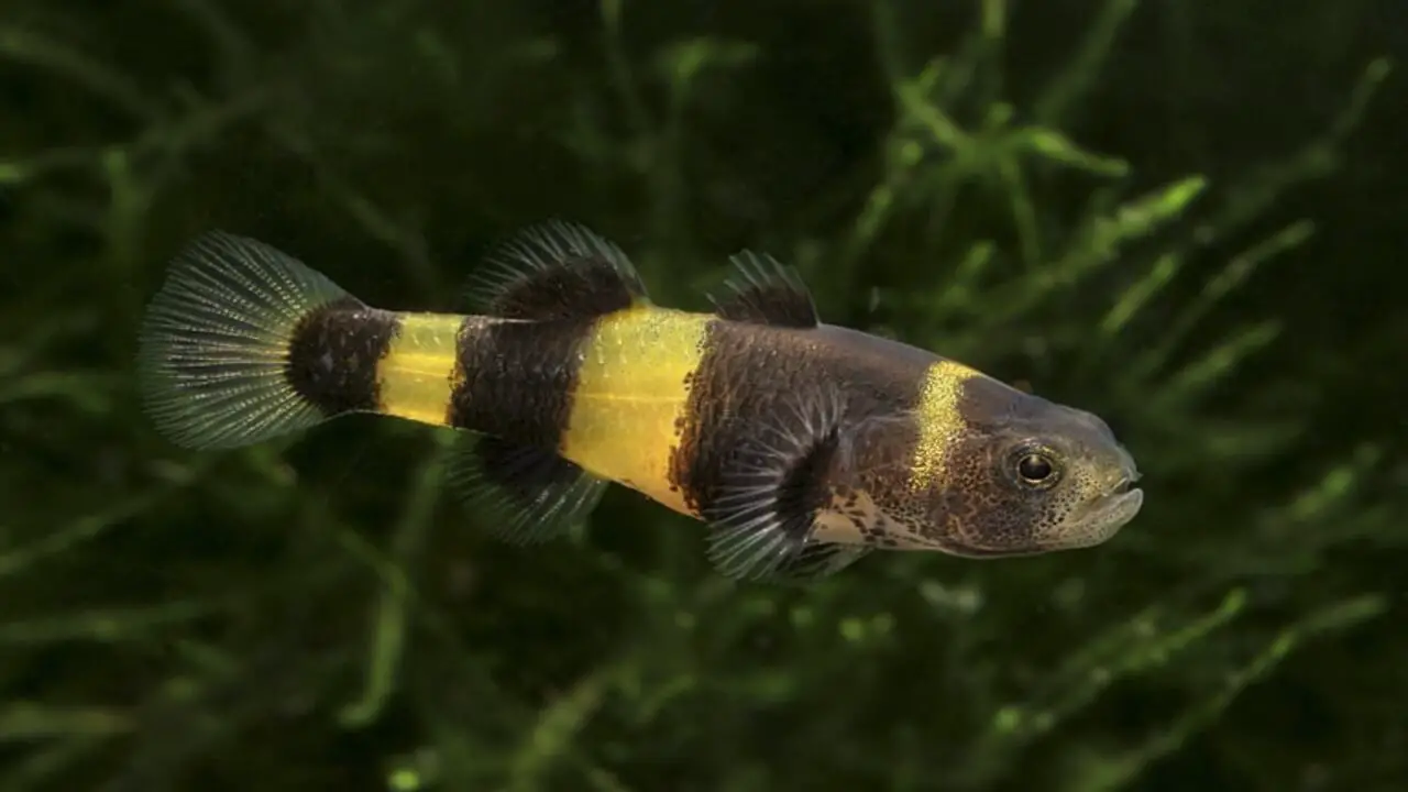 The Ideal Tank Conditions For An Asian-Bumblebee Catfish