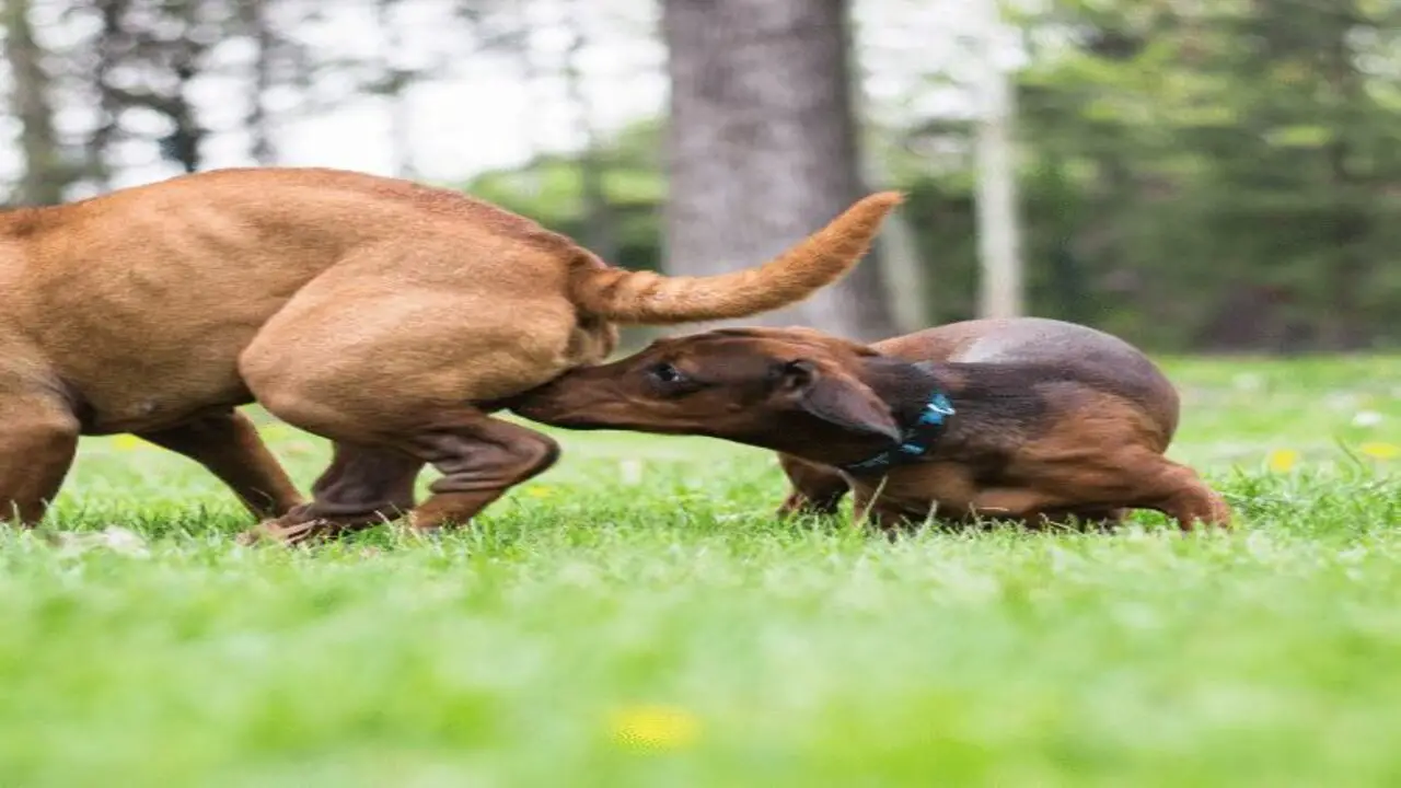 The Impact Of Spaying And Neutering On Dog Orgasm And Sexual Behavior