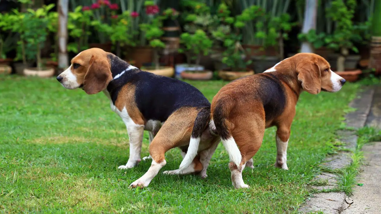 The Potential Risks And Dangers Of Dog Sexual Behavior