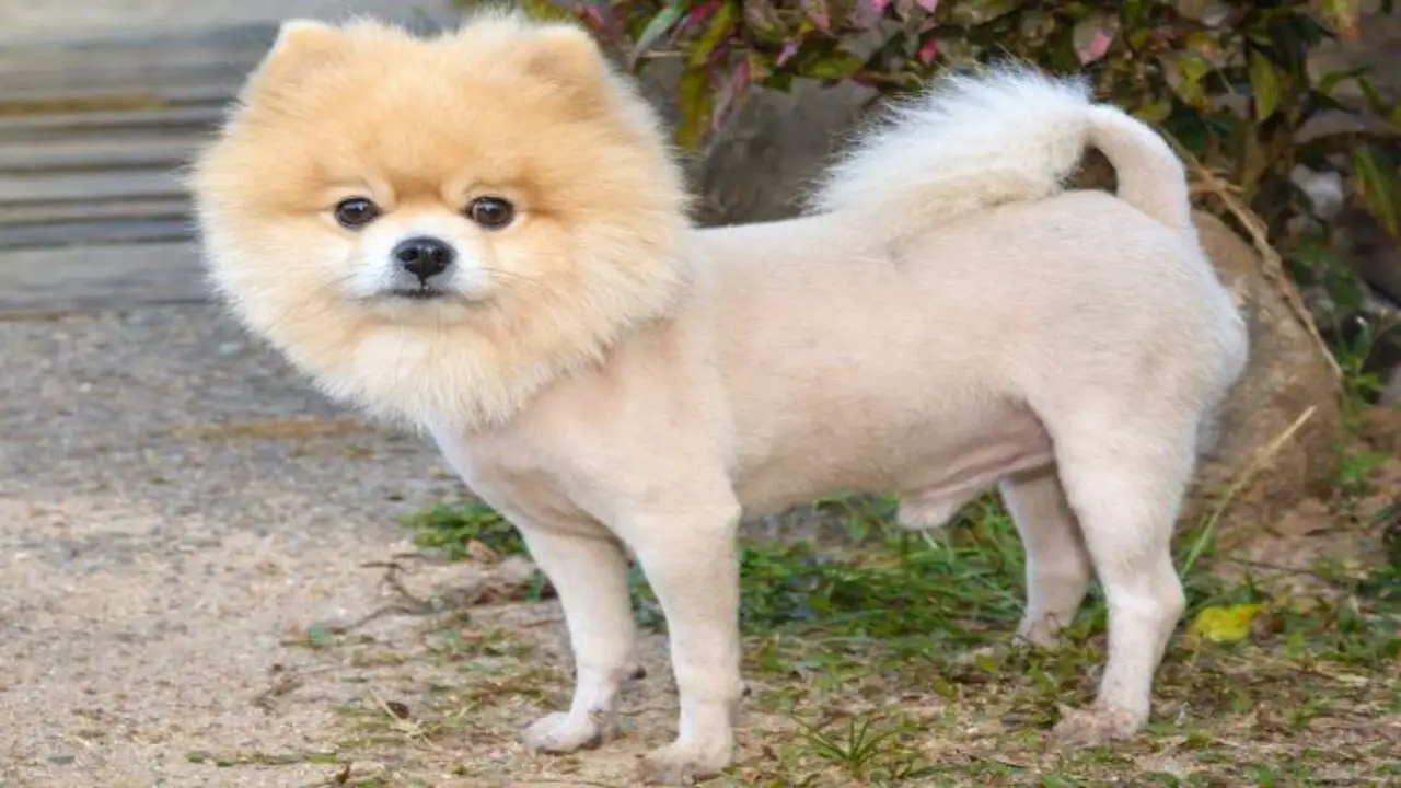 The Potential Risks And Drawbacks Of Shaving A Pomeranian