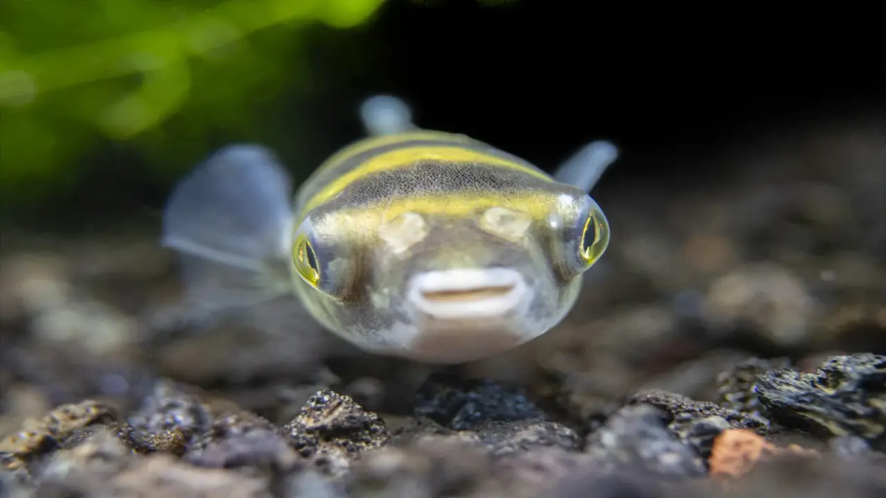 The Process Of Trimming Pea Puffer Teeth