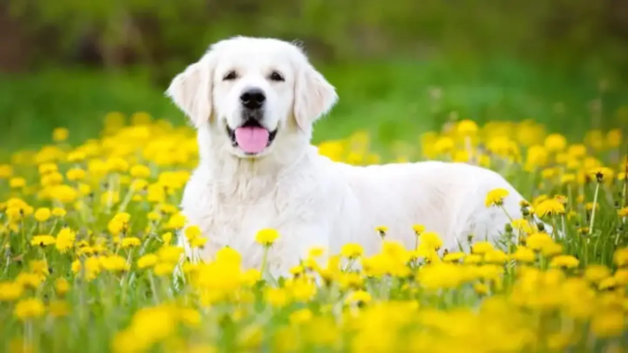 The Temperament And Personality Of Syrah-Goldens