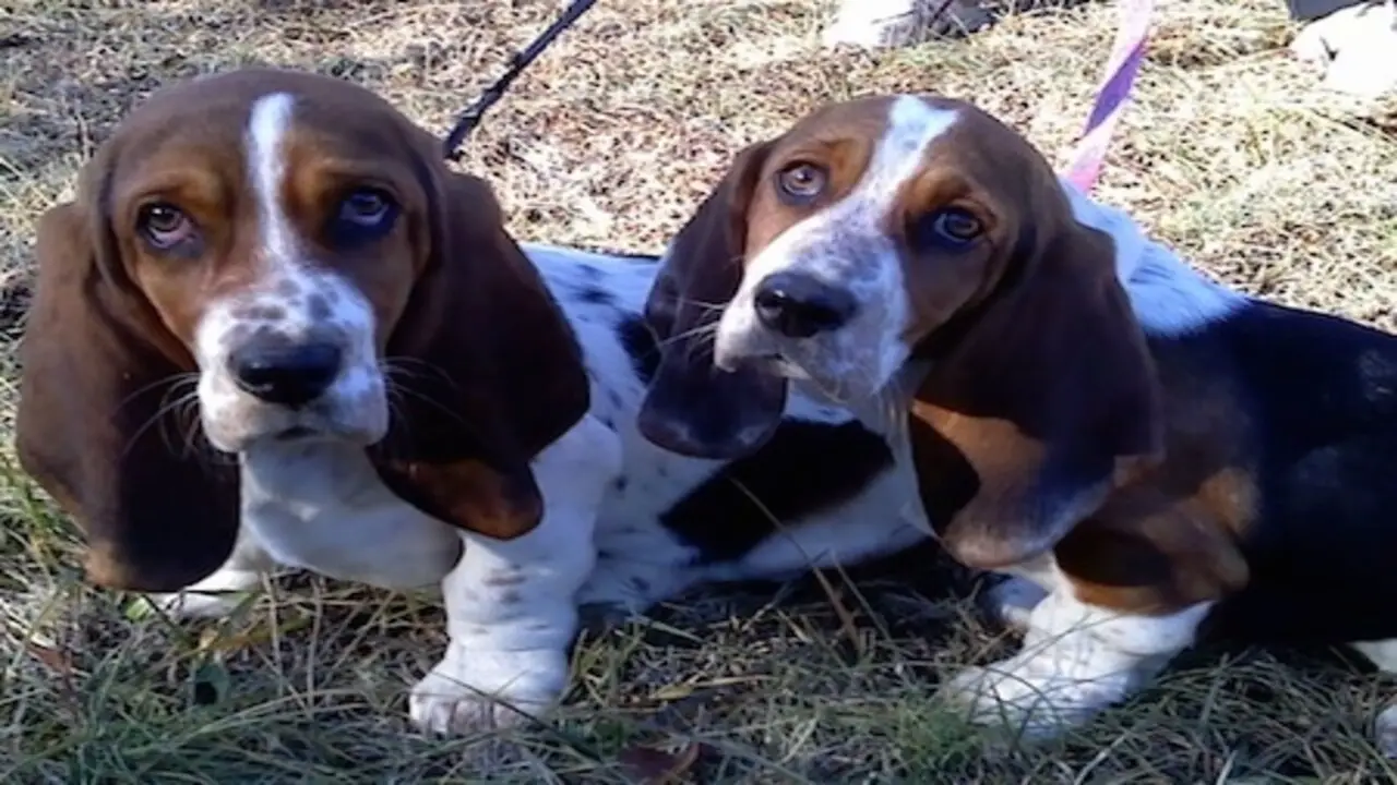 Things To Avoid When Caring For A Basset Hound