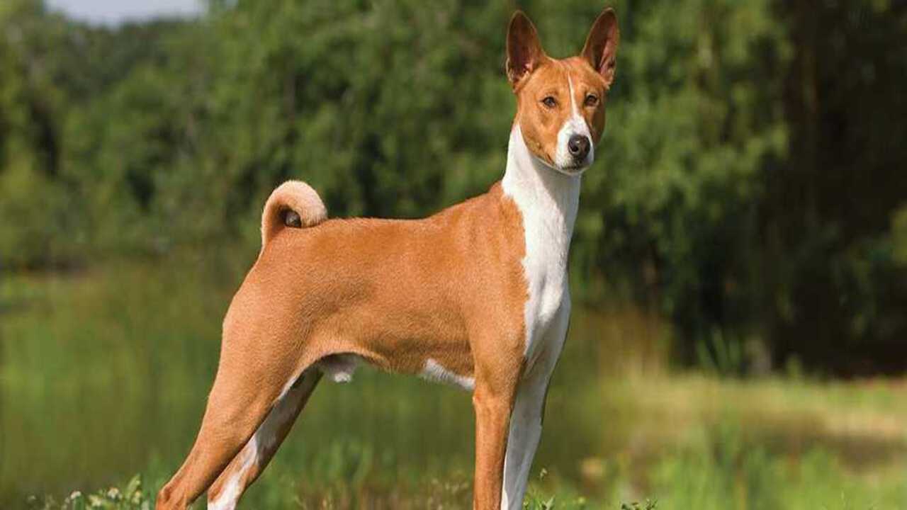 Things To Know When Owning A Basenji Cattle Dog Mix