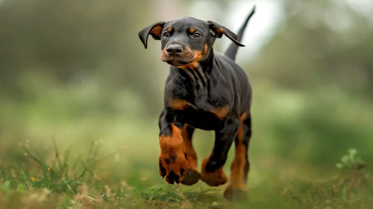 Things To Know When Owning A Doberman Mixed With A Mastiff