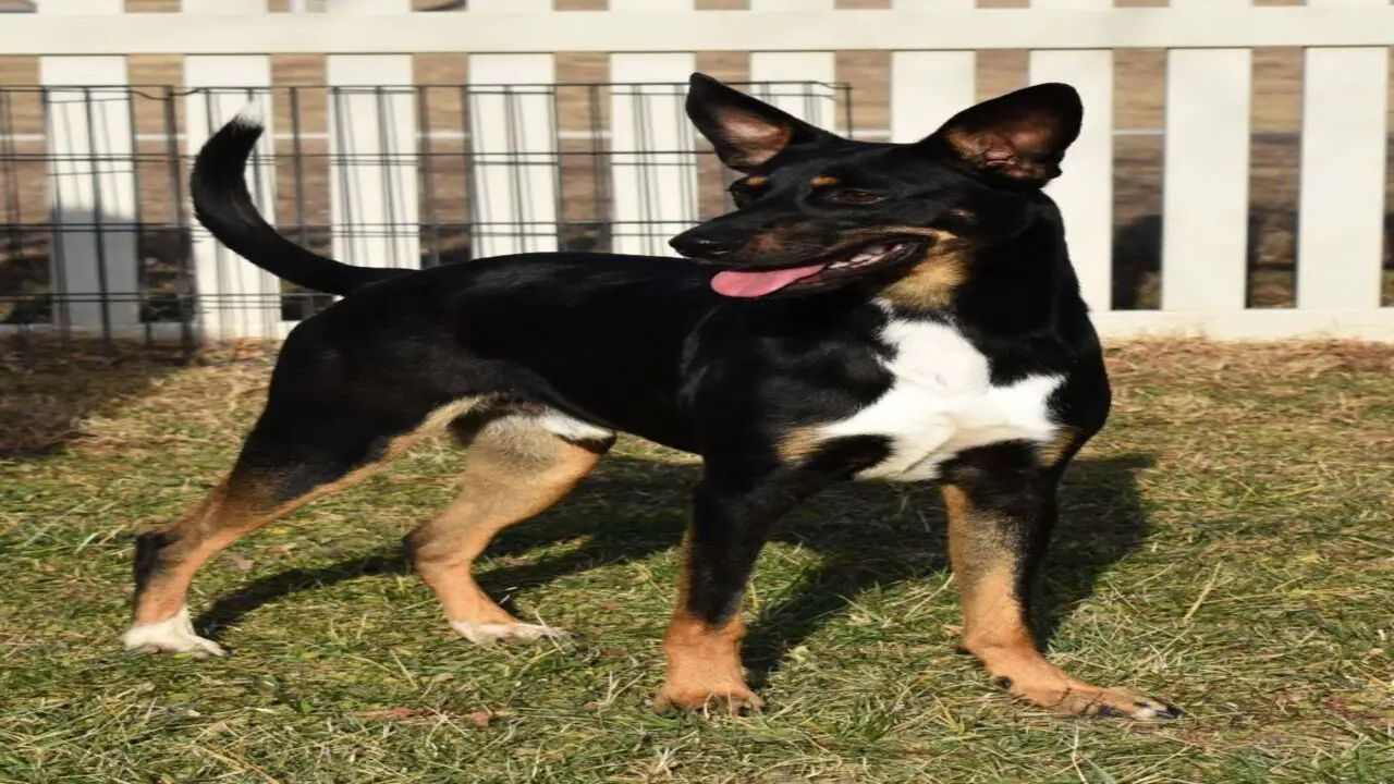 Things To Know When Owning A German Shepherd-Miniature Pinscher Mix
