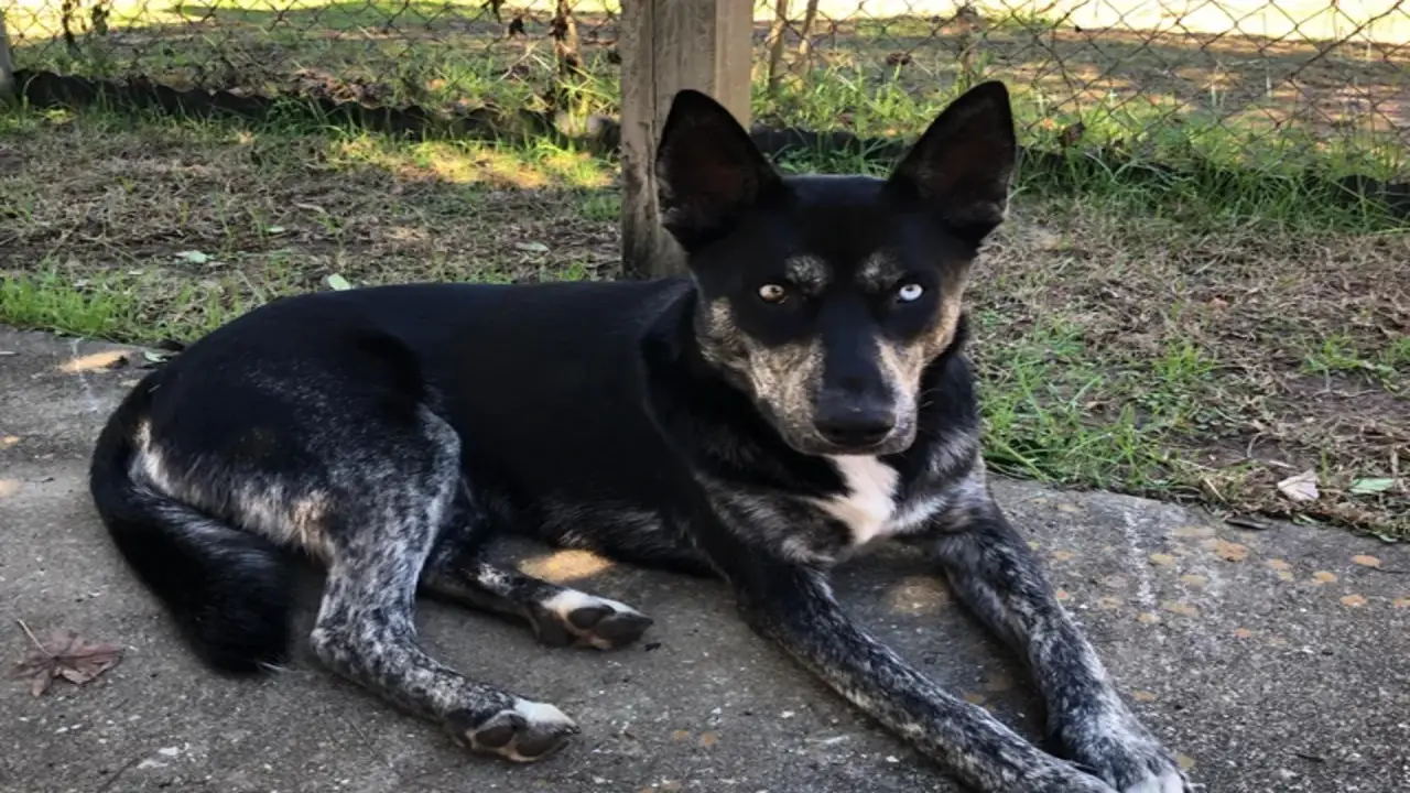 Things To Know When Owning A Kelpie Heeler Mix