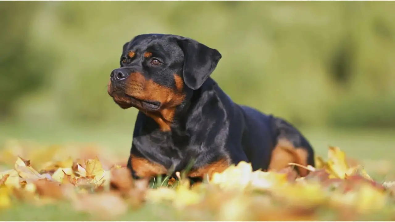 Things To Know When Owning A Lab 7-Month-Old Rottweiler