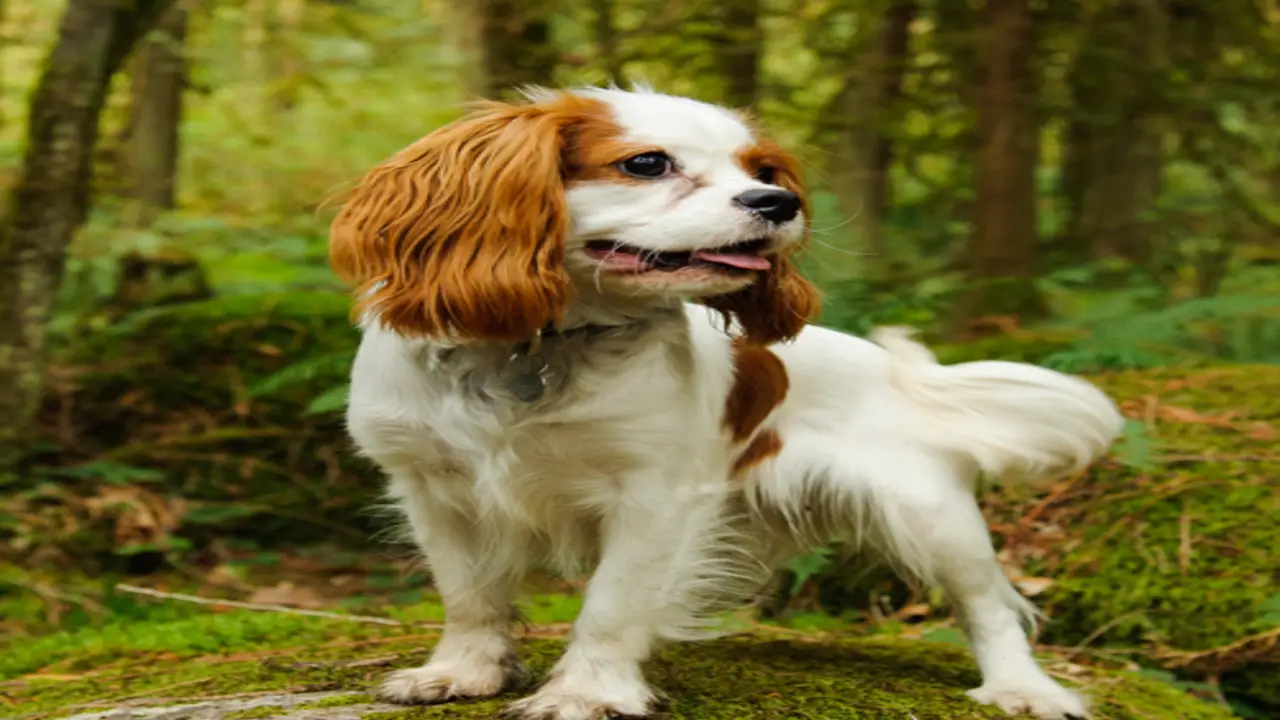 Tips For Achieving Perfect-Shaved Cavalier King Charles