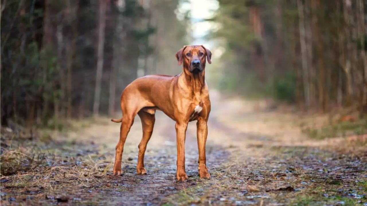 Tips For Keeping Your Mixed Breed Dog Happy, Healthy, And Well-Behaved