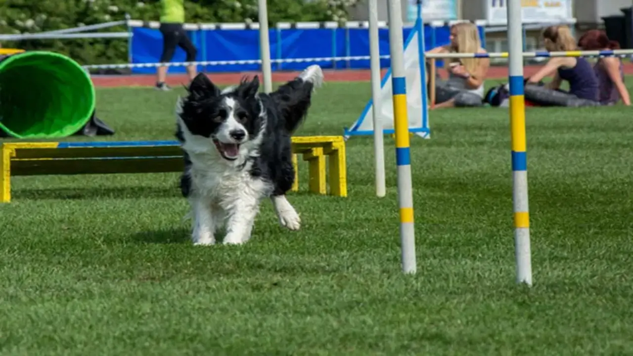 Tips For Playing CPE-Speedway With Your Dog