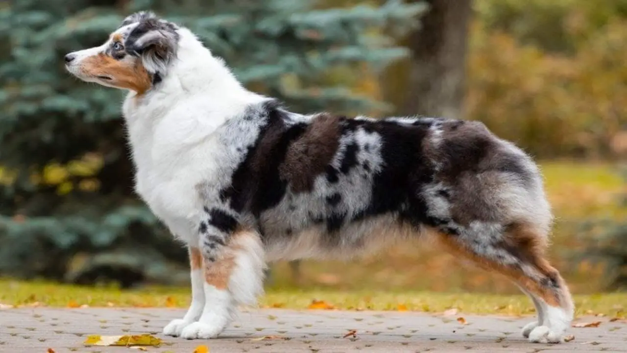 Tips & Styles For Shaved Mini Aussie