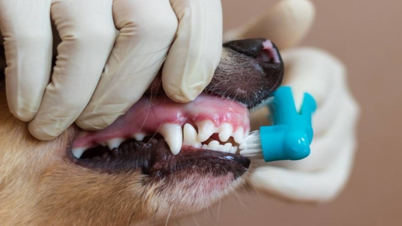 Tips To Ensure Your Dog's Safety During Dental Cleanings