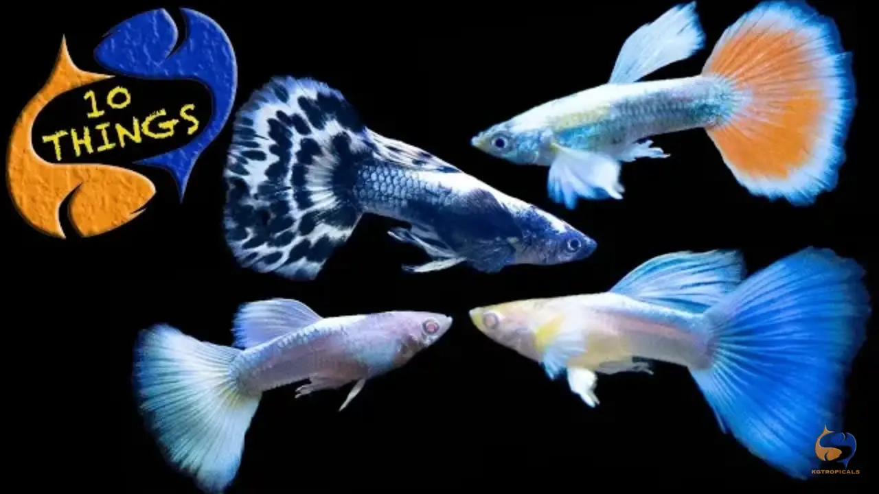 Tips To Keep In Mind While Purchasing Guppies Online