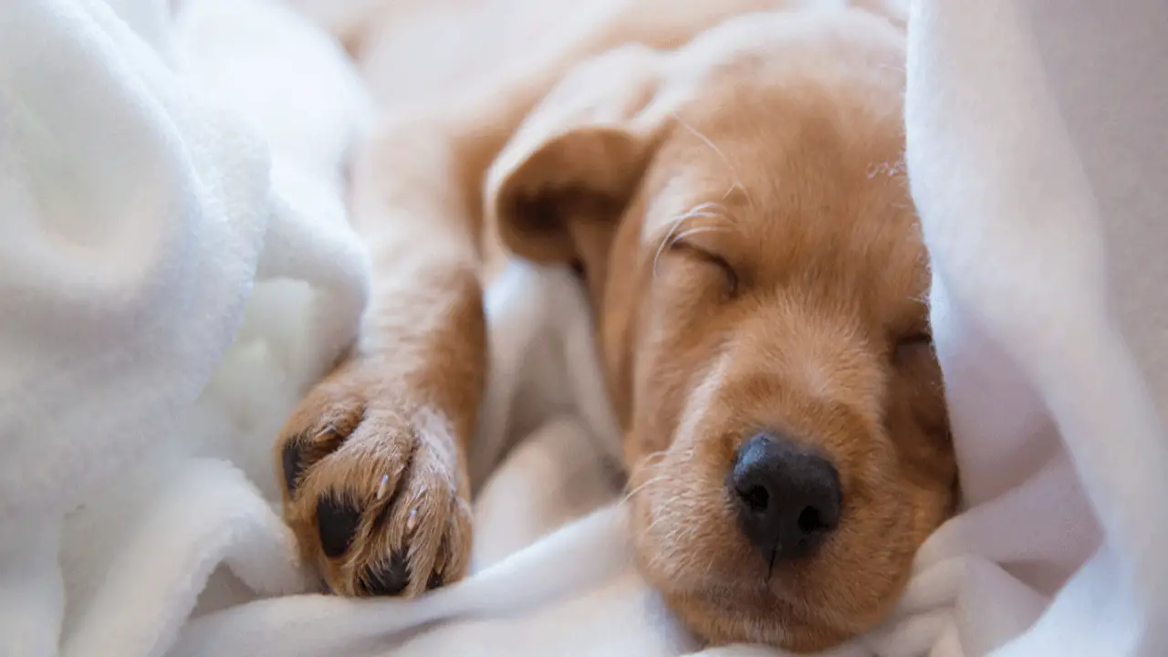 Training Your Dog To Sleep Elsewhere