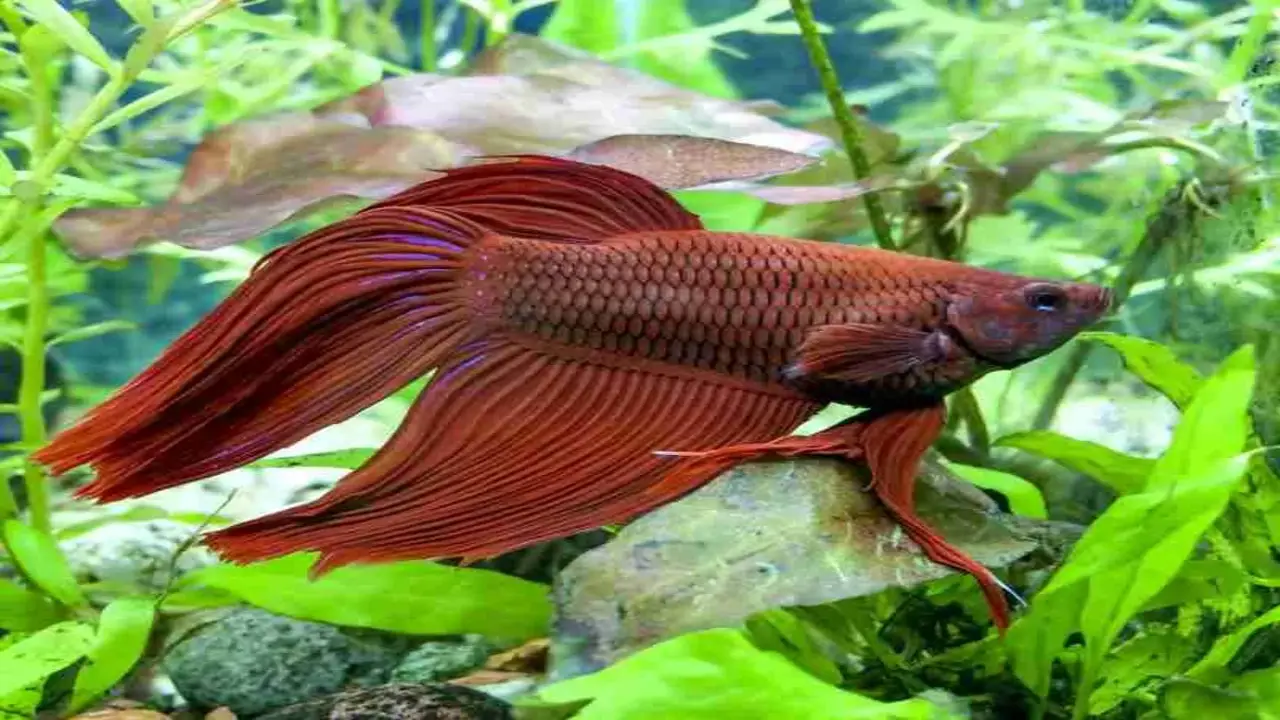Treatment Options For Popeye In Betta Fish