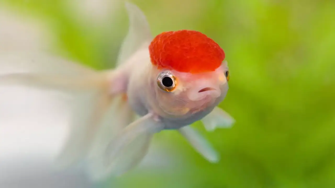 Understanding Red Pest Disease In Goldfish