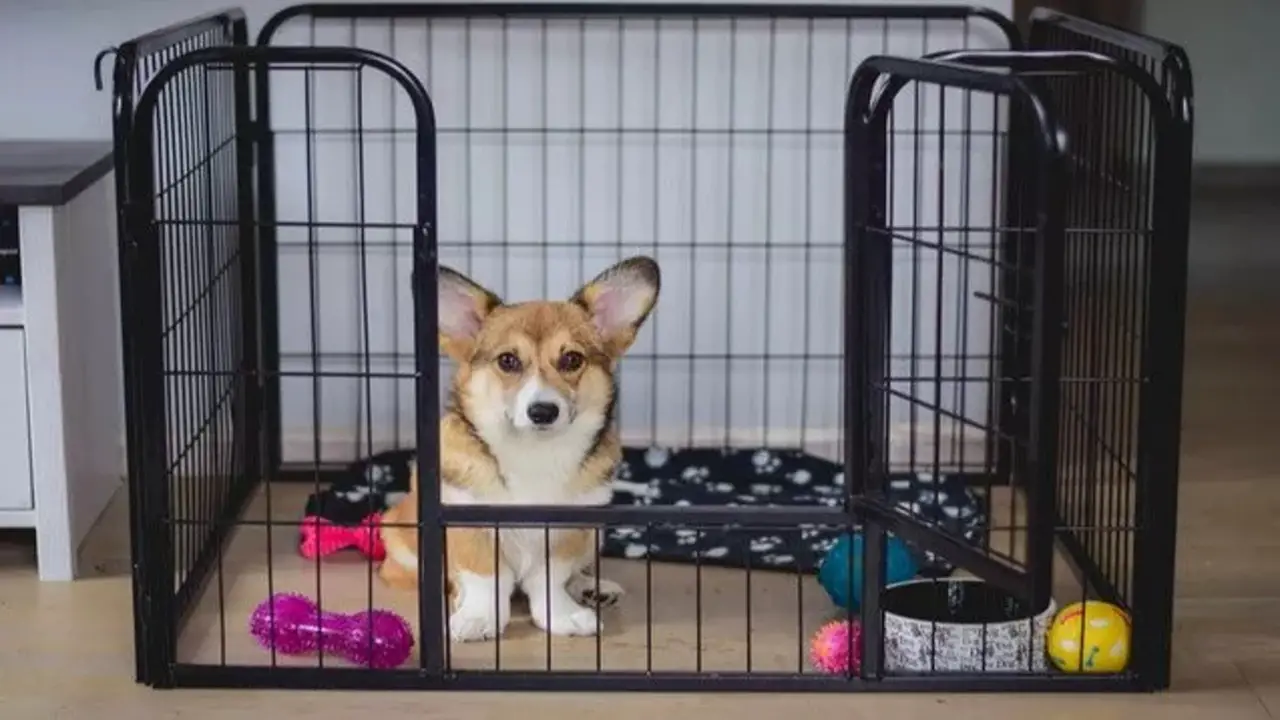 Understanding The Need For A Puppy Crate In Your Bedroom