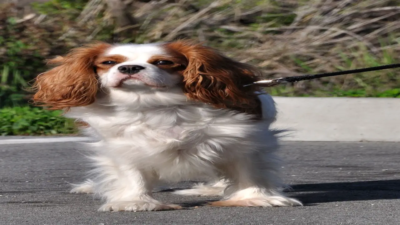 Use Clippers Or Scissors To Shave The Body Of The Cavalier King Charles