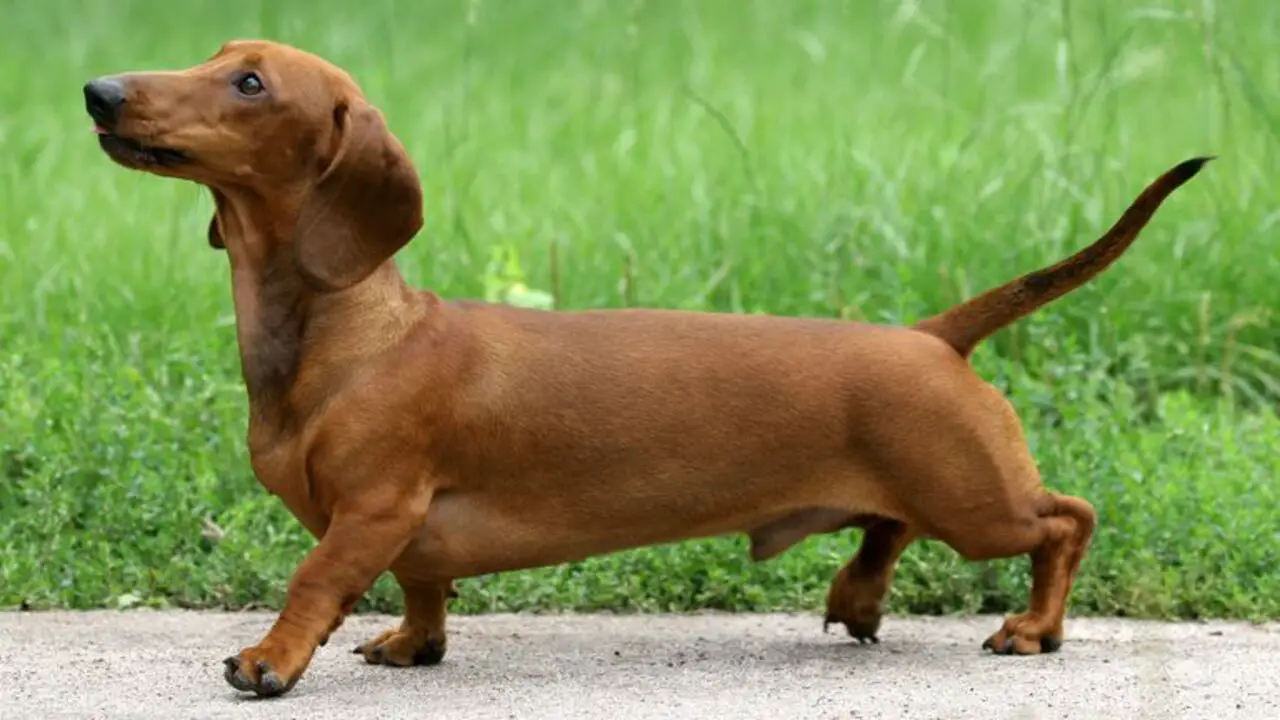 What Causes A Curved Dachshund Back