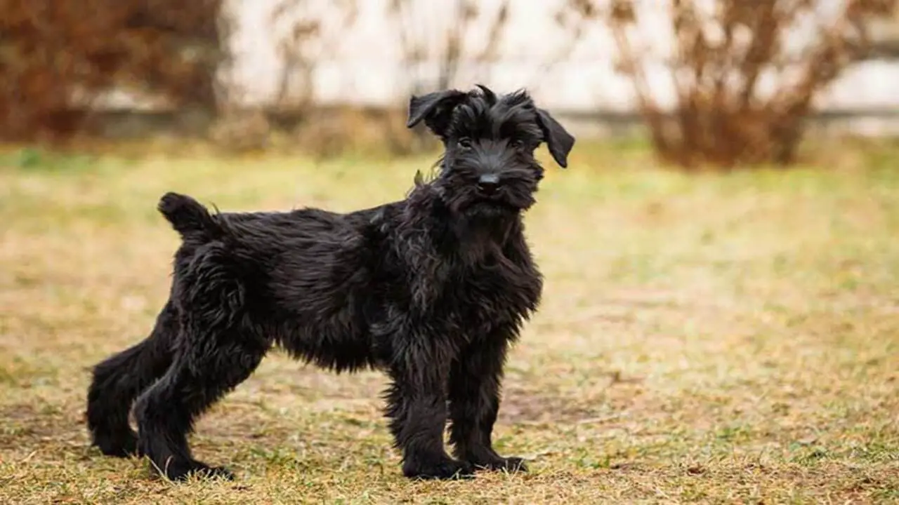 What Health Problems Can Giant Schnauzers Have