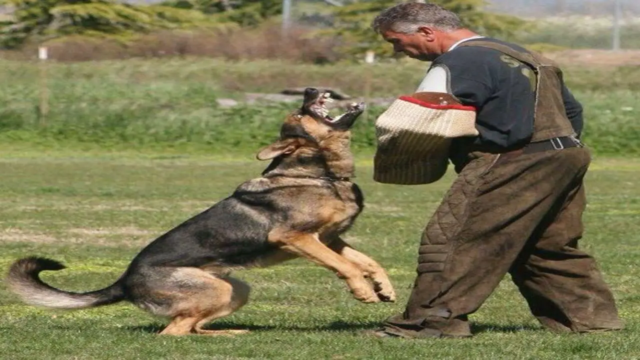 What Is Mondioring Dog Sport Mean