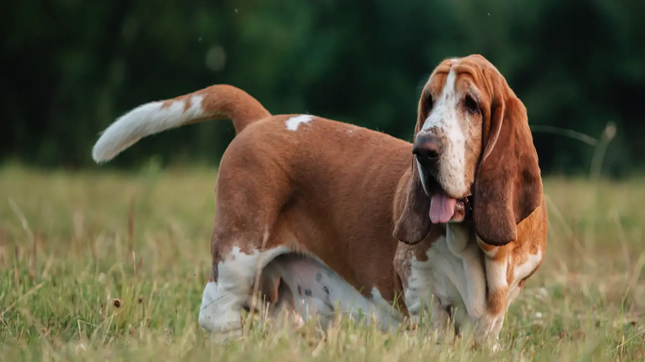 What Is The Price Of A Lemon Basset Hound-Puppy