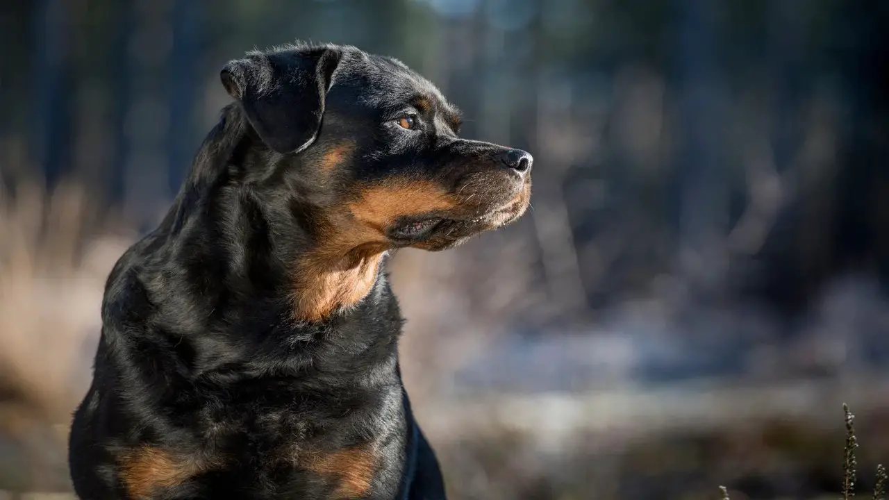 What Is The Weakness Of Rottweiler