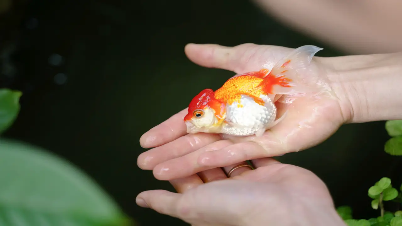 What Other Diseases Can Cause Red Spots In Goldfish