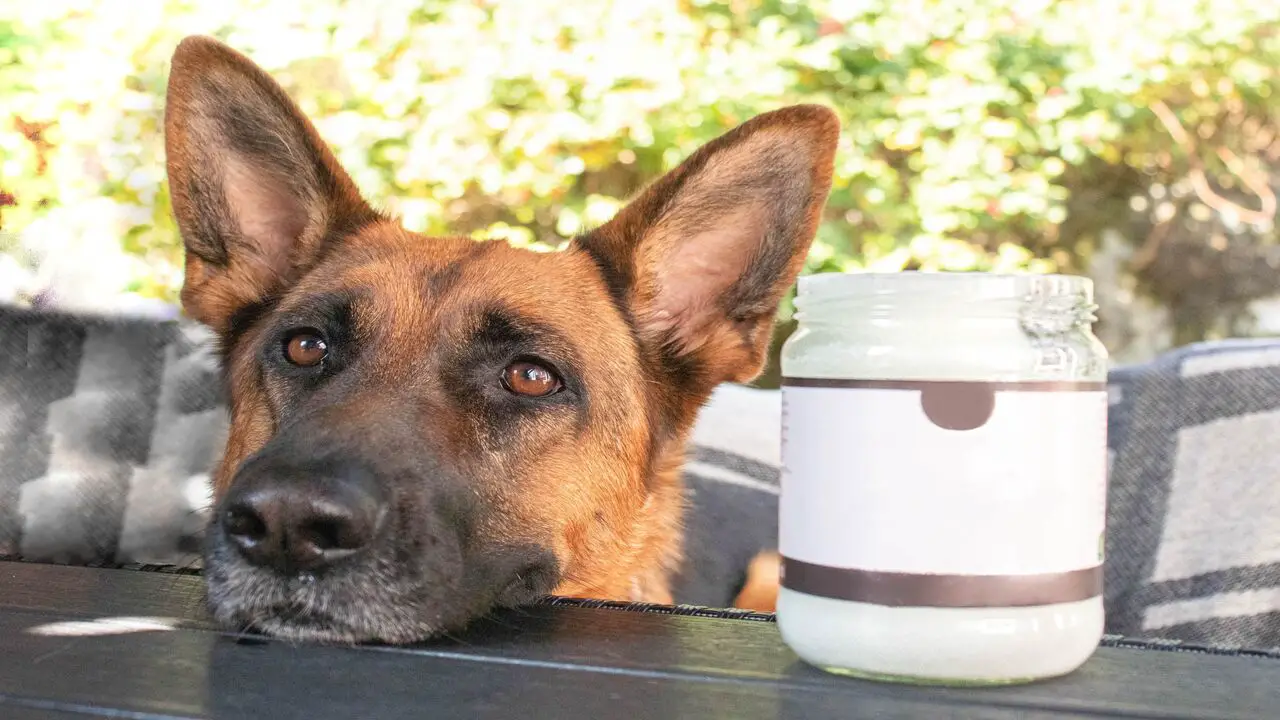 What Should You Do If Your Dog Ate Coconut Oil