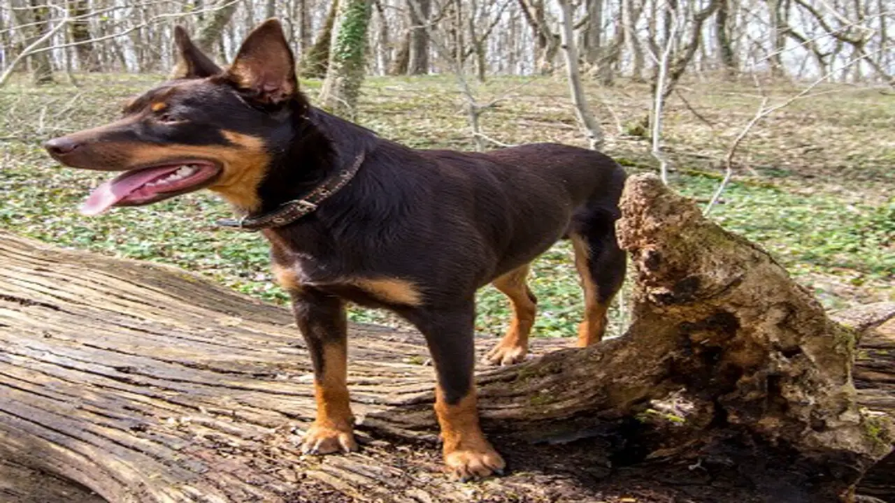 Where Can You Adopt A Kelpie Cattle Dog-Mix
