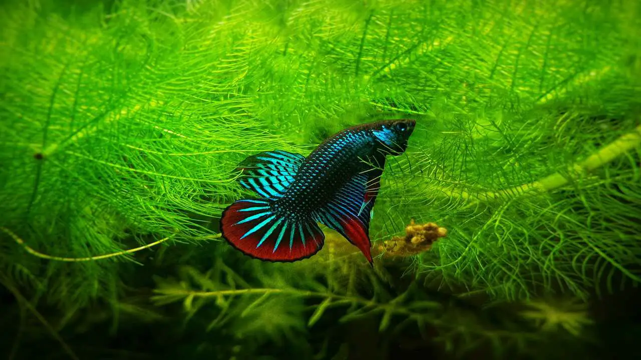 Who Are The Ideal Tank Mates For Betta-Imbellis