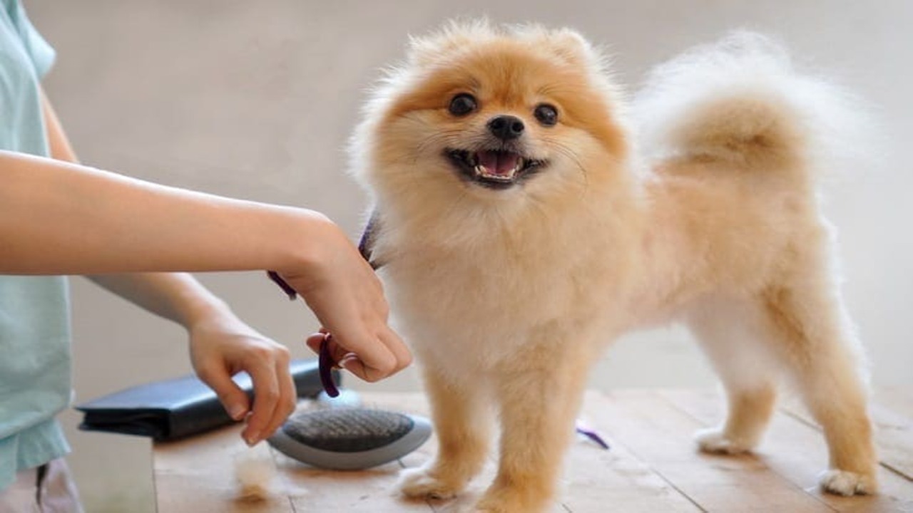 Why Do People Choose To Shave Their Pomeranians