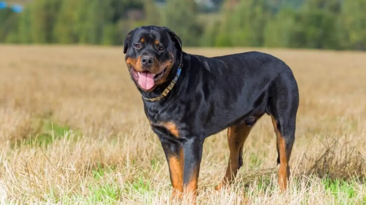 Why Need Supplements To Help With Rottweiler -Skinny