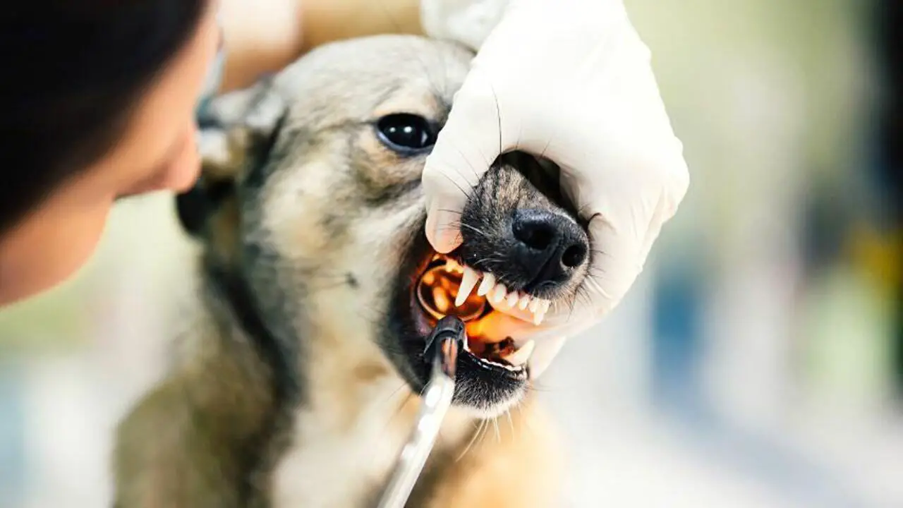 Will Eating Glass Kill A Dog? 9 Dangerous Consequences