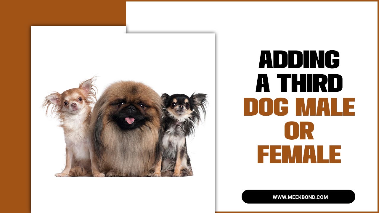 Adding A Third Dog Male Or Female: Tips And Advice