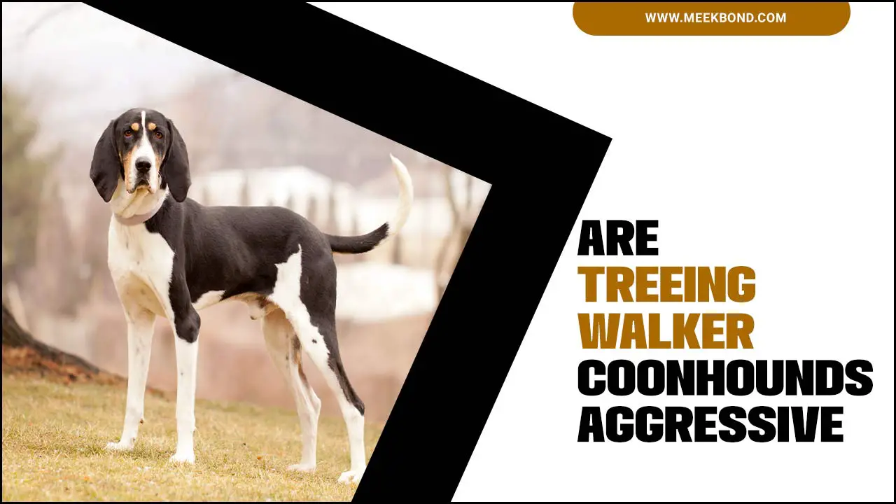 Are Treeing Walker Coonhounds Aggressive: Complete Analysis