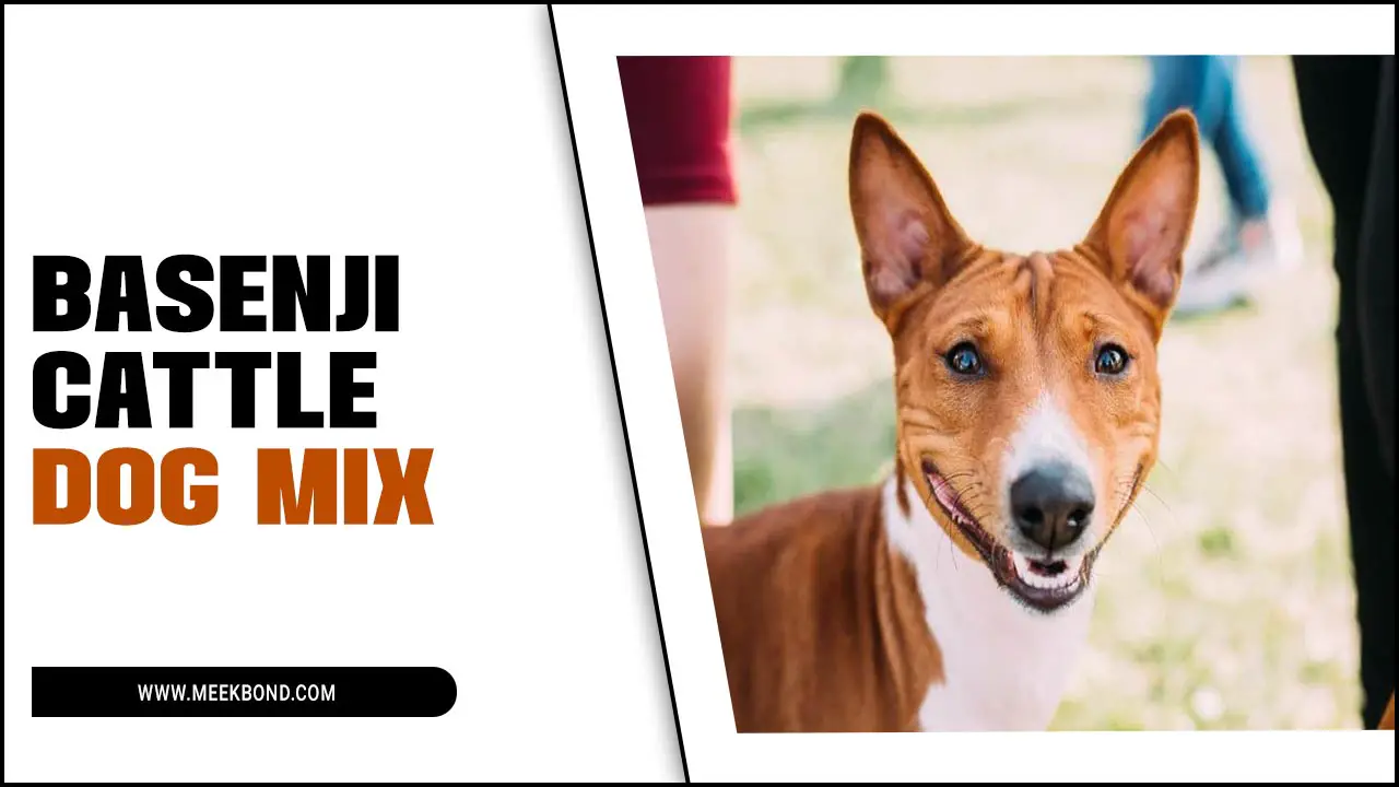 Basenji Cattle Dog Mix: Information & Characteristics
