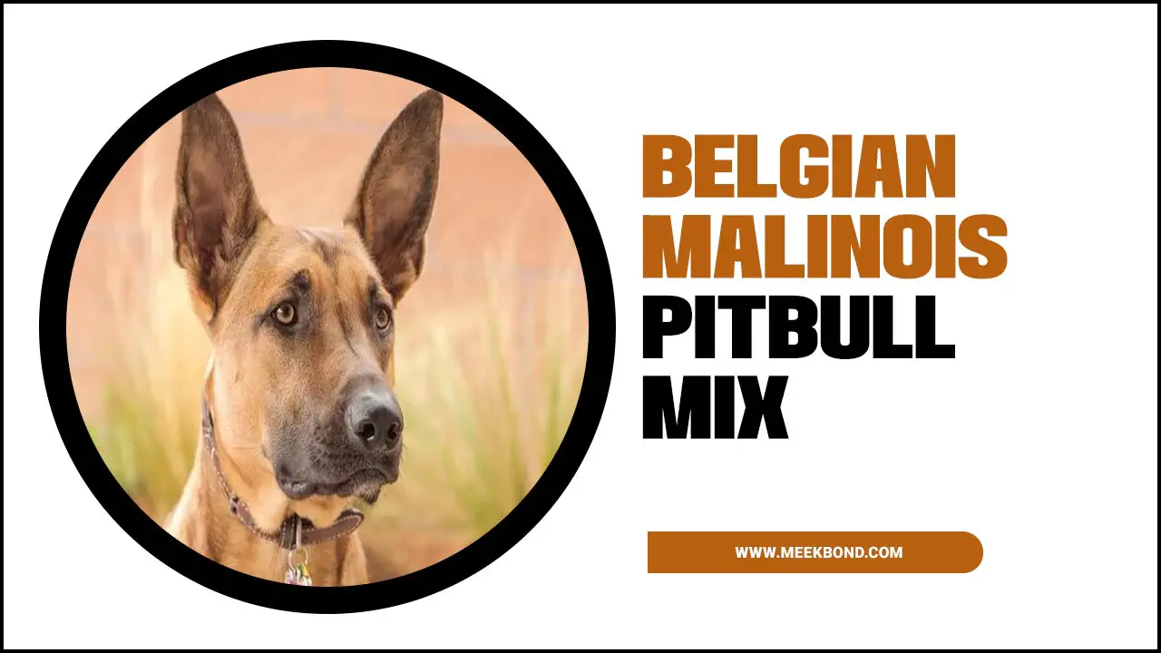 How The Belgian Malinois Pitbull Mix Became A Popular Pet Breed