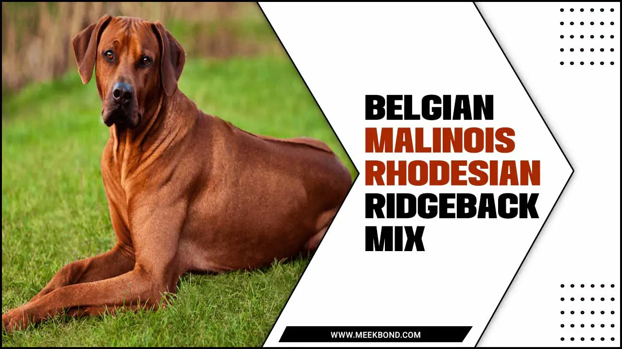 Your Guide To Own The Belgian Malinois Rhodesian Ridgeback Mix