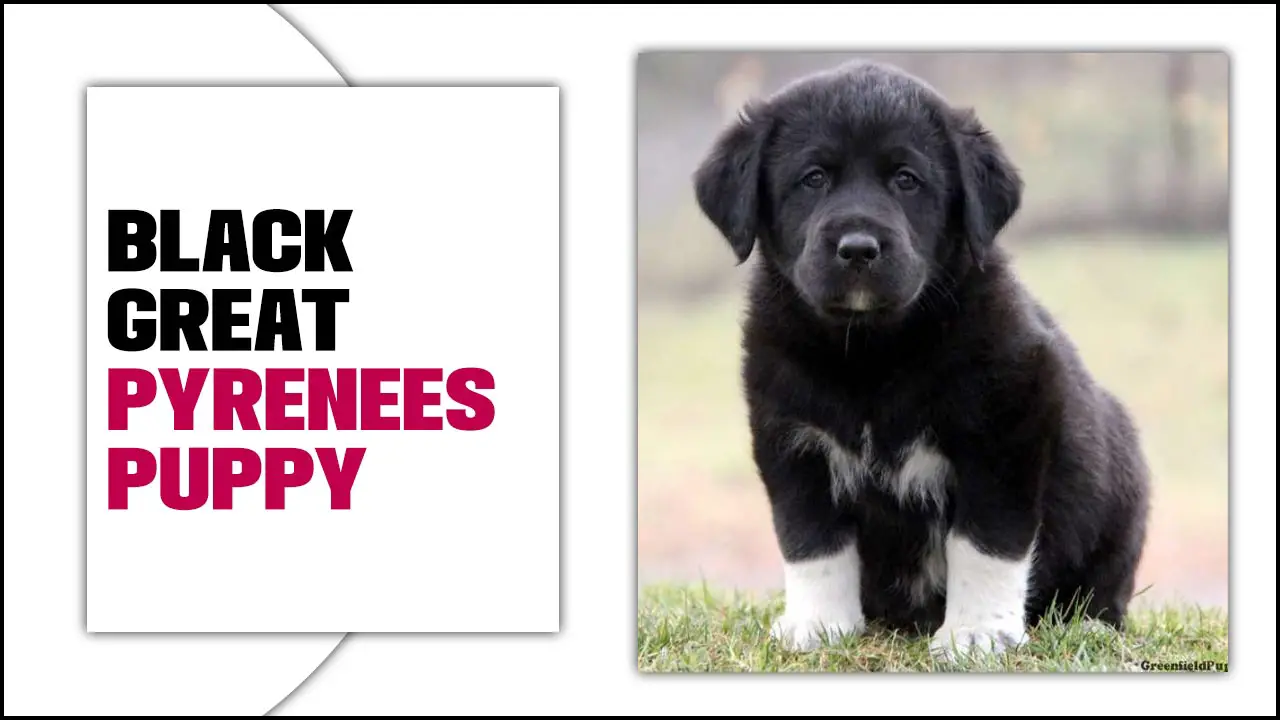 Black Great Pyrenees Puppy: Everything You Need To Know