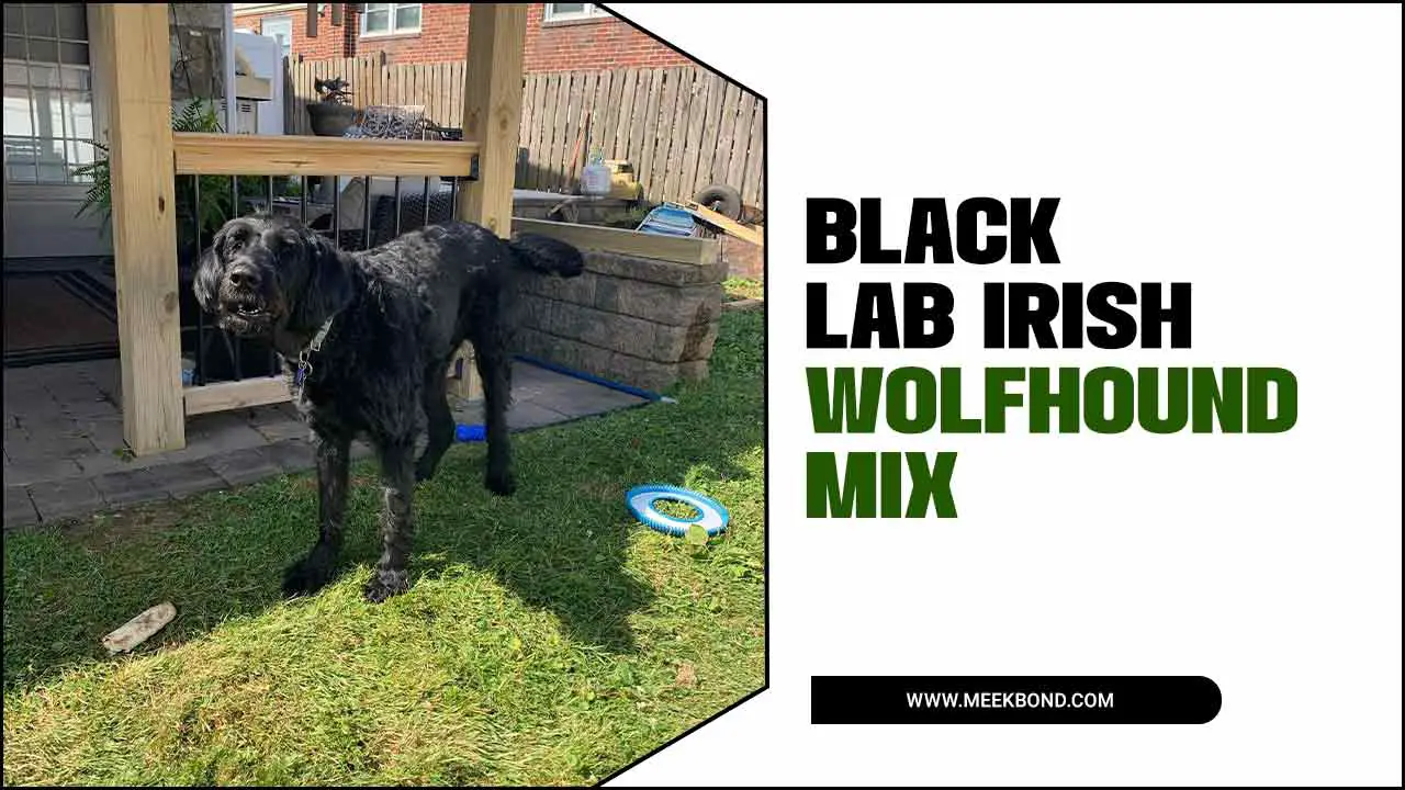 Black Lab Irish Wolfhound Mix: A Comprehensive Guide
