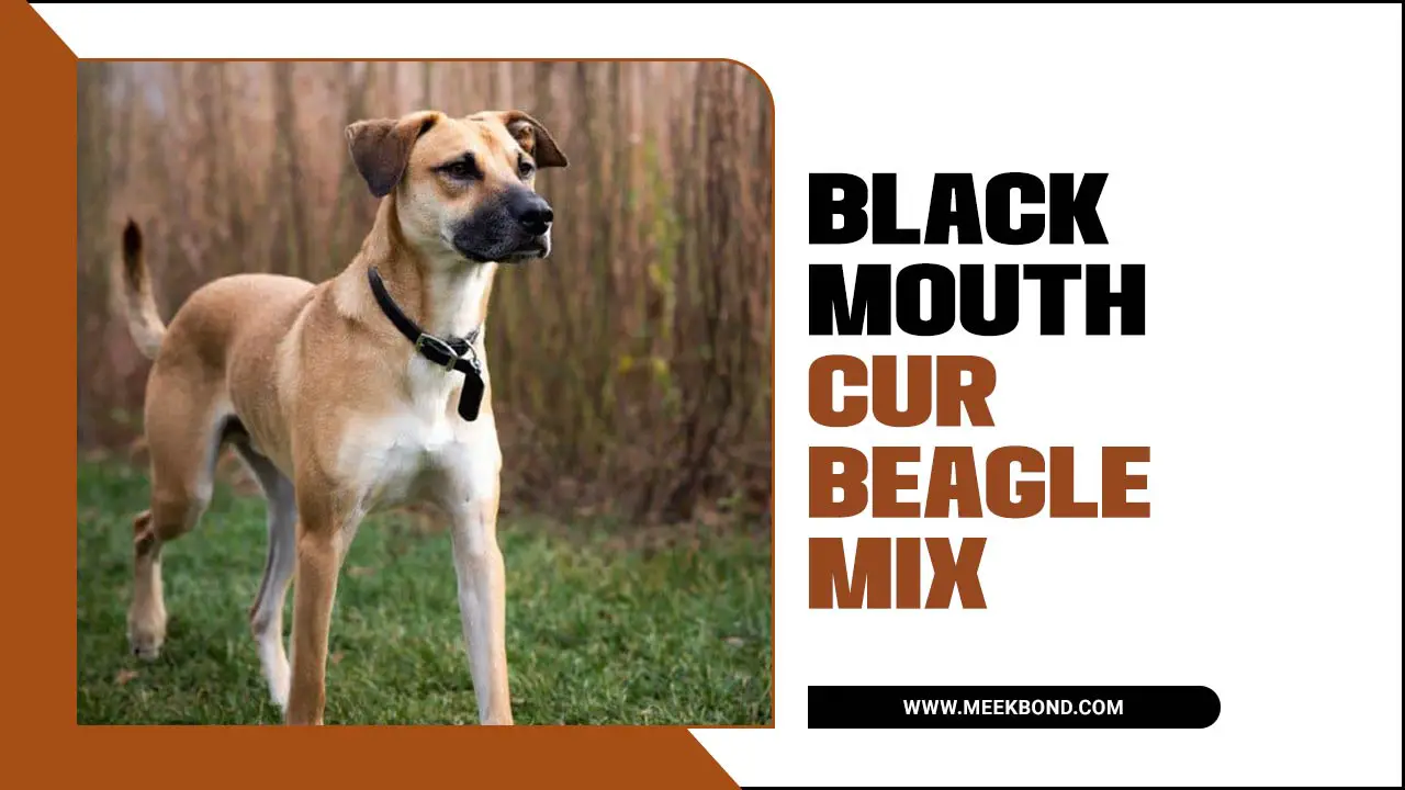 Black Mouth Cur Beagle Mix: A Unique Breed