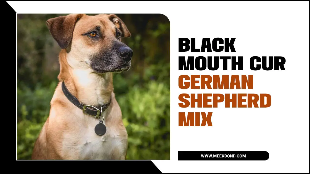 Black Mouth Cur German Shepherd Mix: A Comprehensive Guide