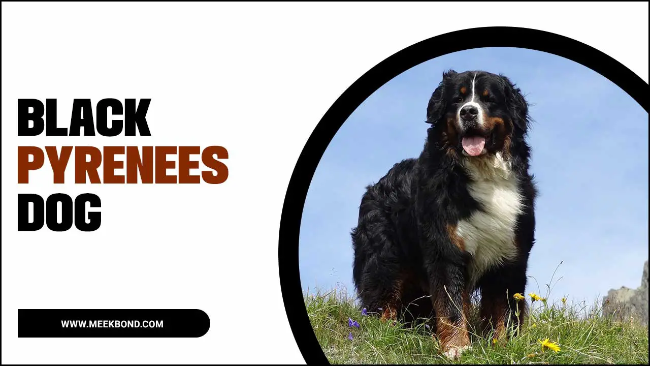 Black Pyrenees Dog: Breed’s History And Characteristics