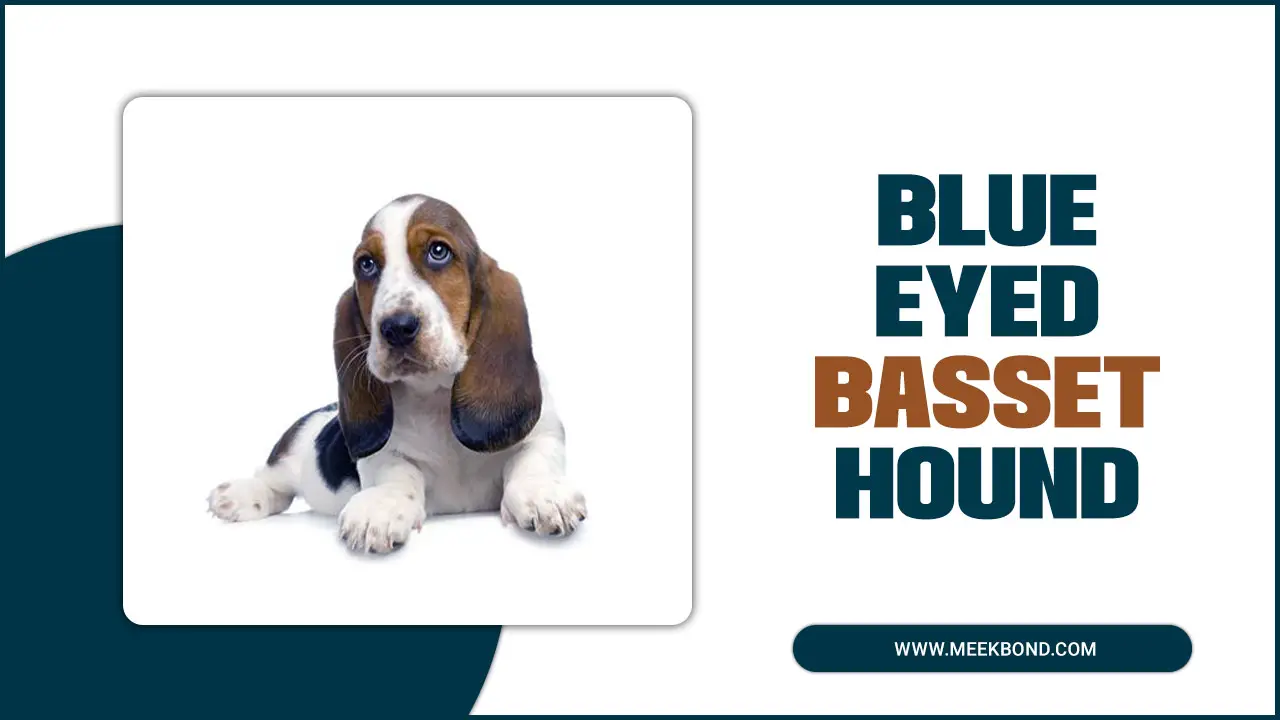 The Ultimate Guide To Caring For Blue Eyed Basset Hound