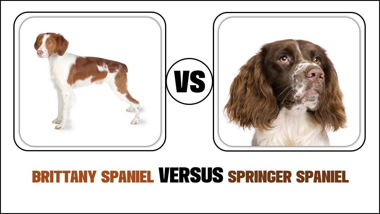 Brittany Spaniel Versus Springer Spaniel: A Comparison